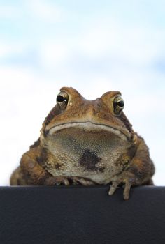 A toad shot from below against a light blue sky