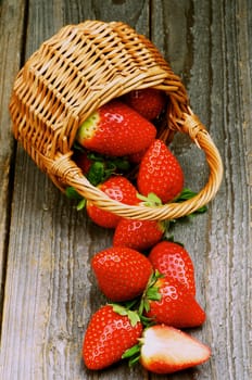 Fresh Ripe Strawberries Skattered from Wicker Basket isolated on white background