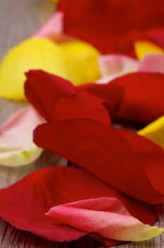 Heap of Fragile Red, Pink and Yellow Rose Petals In a Row closeup on Wooden background