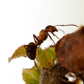 Detail ant on a tree with leaves