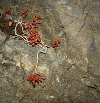 background red succulent on brown to gray the rock