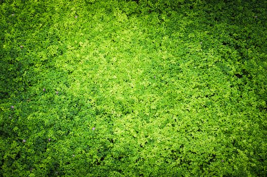 Nature Green Background, grass cover eco