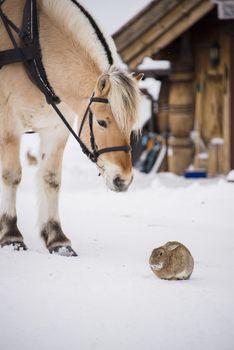 A horse is watching a rabbit. Farm animals in winter