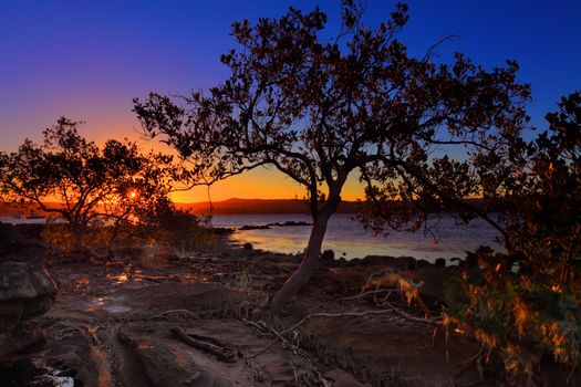 Low tide waters and intertidal shallows at a place called Green Point, Central Coast of NSW.  At close up shows the mangroves distinctive peg roots, sticking up, which draw air into underground root system. HDR two exposures - for foreground and background.