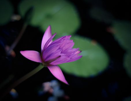 A Beautiful Water Lily About To Open And Bloom