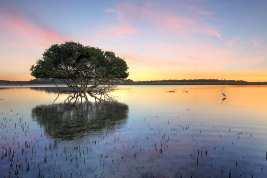 Mangrove tree and white egret , type of heron, in the morning showing the mangroves distinctive peg roots sticking up out of the water.