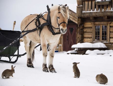 A horse standing in the farmyard surrounded by rabbits