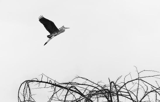 The flying pelican in Naivasha lake of Kenya.