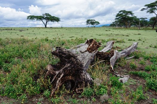the death tree in Crescent island of Naivasha lake, Kenya.