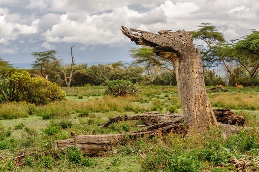 the death tree in Crescent island of Naivasha lake, Kenya.