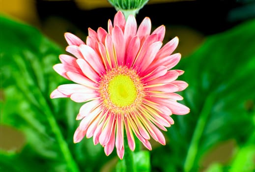 China Aster is commonly grown flower that has been refined into  many different colors through plant breading