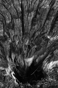 Close-up of burnt wood