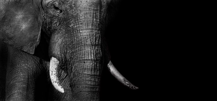 Close up of an African elephant in black and white