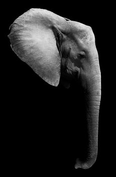 close up of an elephant head with a dark background
