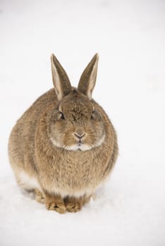 A brown rabbit in the snow