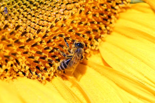 bee on sunflower summer season