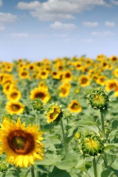 bright sunflower field agriculture industry