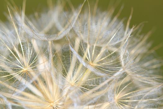 dandelion close up nature background