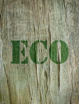 The word eco etched into the bark of a tree 