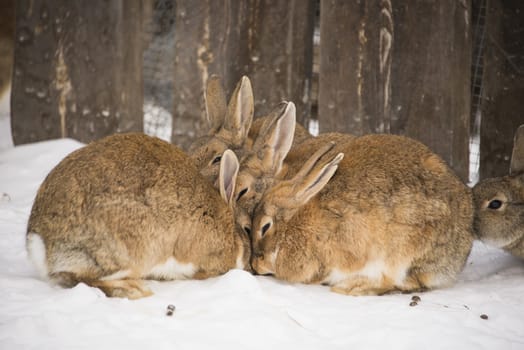 A herd of brown rabbits in the snow