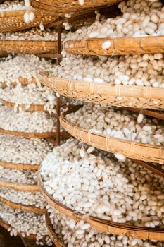 Baskets with silkworm cocoons at a silk factory