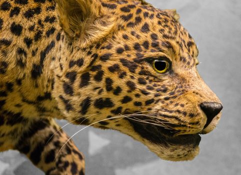 Big cat. Wild African Leopard