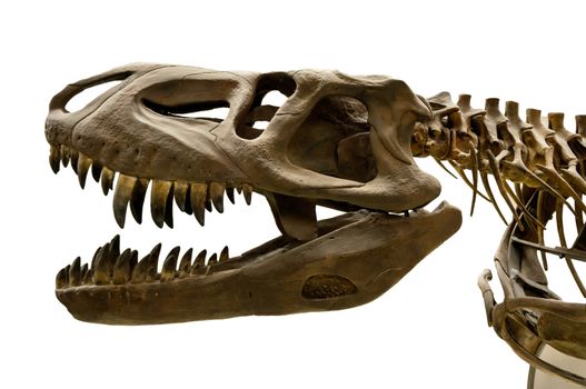 Prestosuchus dinosaur skeleton isolated on white