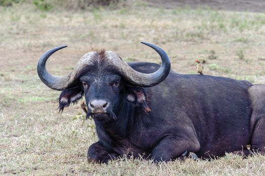 The buffalo with a bird in Hell's gate national park, Kenya.