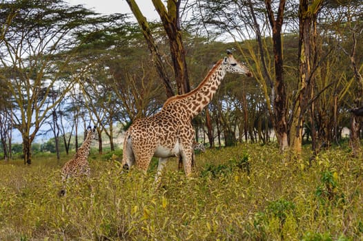 The giraffe family in Hell's gate national park, Kenya.