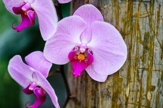 Winter flowers: cyclamen flowers in a greenhouse of Beijing.