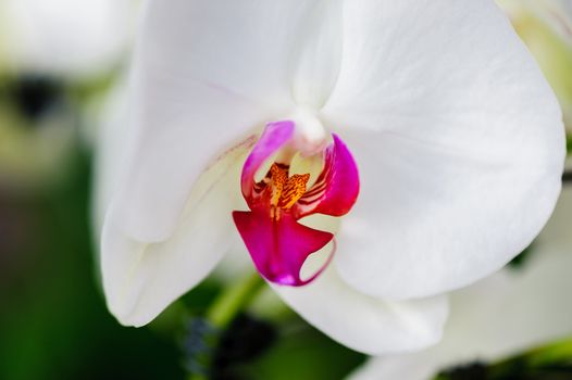 Winter flowers: cyclamen flowers in a greenhouse of Beijing.