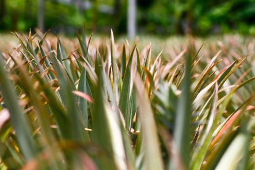 Close up shot of a young pineapple thorn