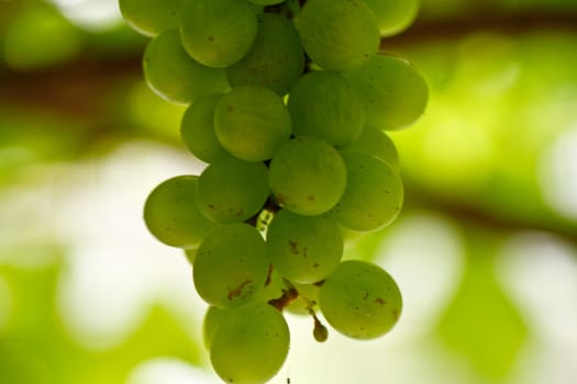 a binch of green grapes hanging from the plant