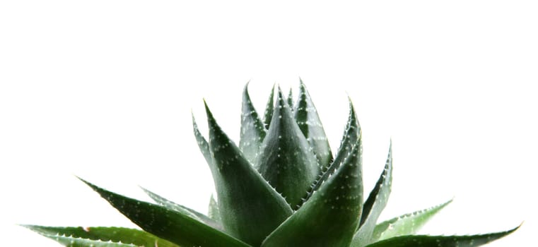 Aloe vera plant isolated on white