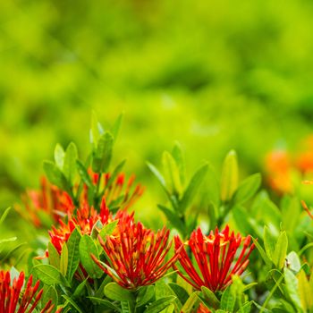 Red flower Ixora and leaf in garden