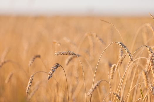 Gold ripe wheat or rye agriculture field plant