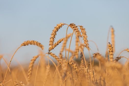 Gold ripe wheat or rye agriculture field plant