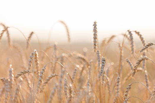 Gold ripe wheat or rye agriculture field plant