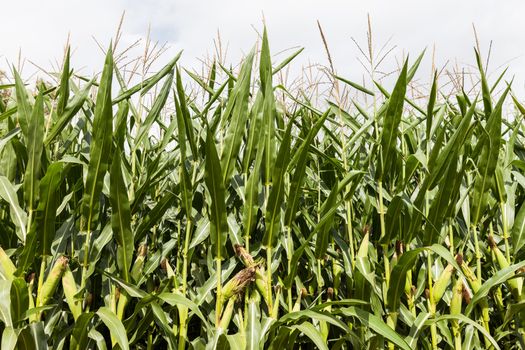 Cultivated agriculture farm field of green corn food plant