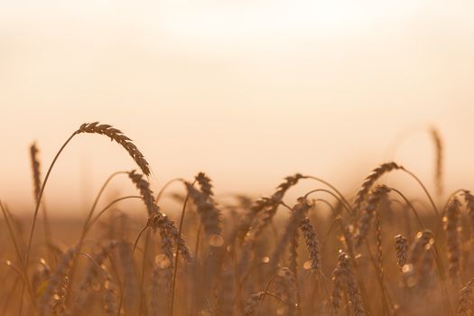 Gold ripe wheat or rye agriculture field plant