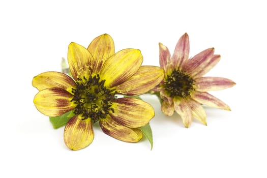 sunflowers on white background (Helianthus)