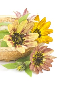 sunflowers on white background (Helianthus)