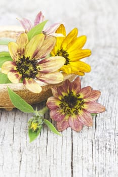 sunflowers on old wooden background (Helianthus)