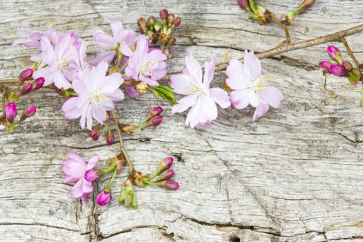 Spring blossom on rustic wooden plank 