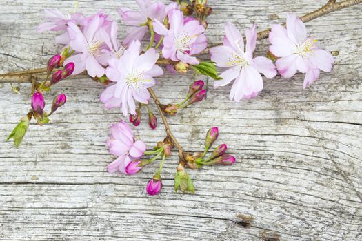 Spring blossom on rustic wooden plank