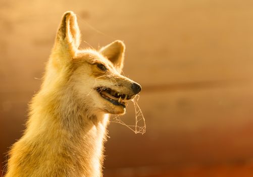 Taxidermy stuffed fox with cobwebs and dust on the whiskers of the mounted animal