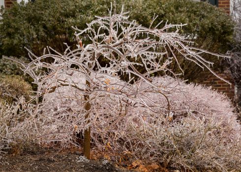 Icicles forming off ice covered branches of tree in winter as the covering starts to melt