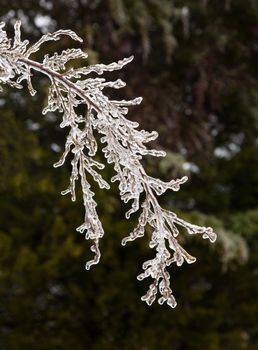 Icicles forming off ice covered branches of tree in winter as the covering starts to melt