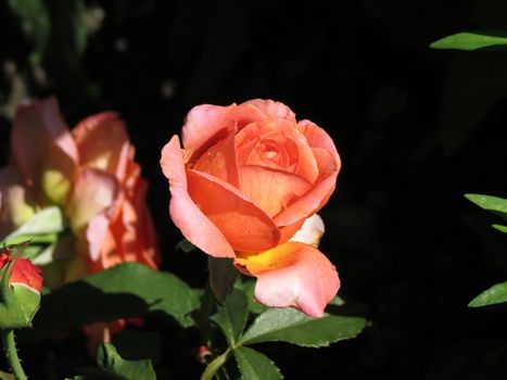 light red or pink rose flower