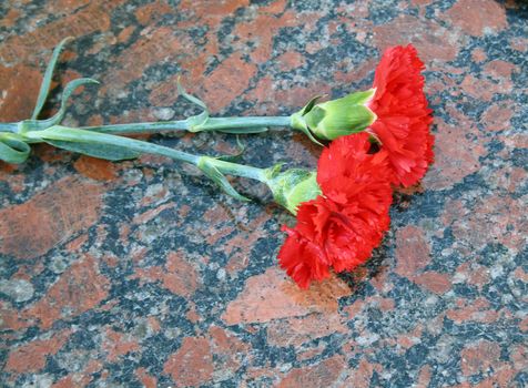 Carnation flowers on a memorial to a plate in memory of victims